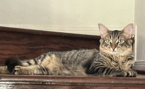 picture of the cat needing adoption