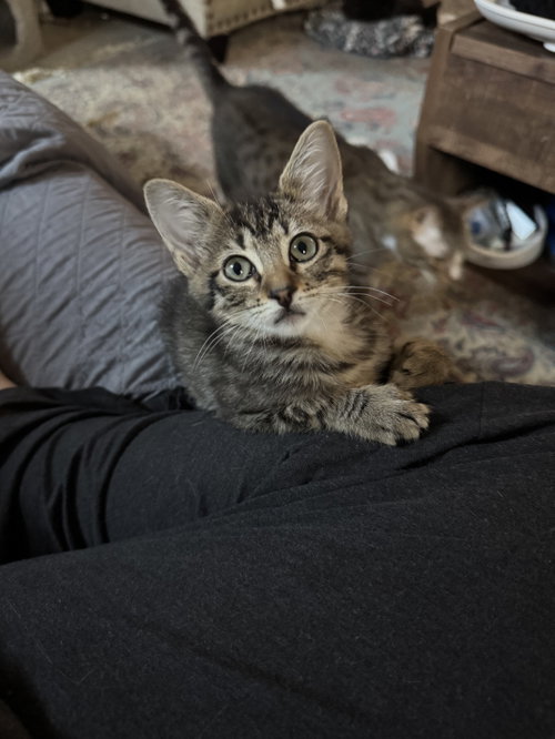 Mabel Dub, an adoptable Domestic Short Hair in Rosenberg, TX
