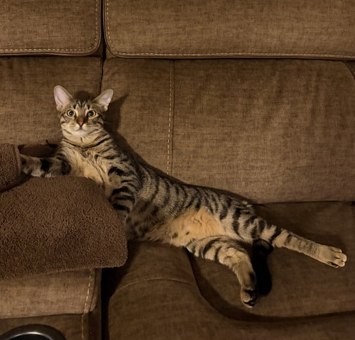 Mabel Dub, a cat for adoption from Saving Our Companion Animals - Fort Bend County