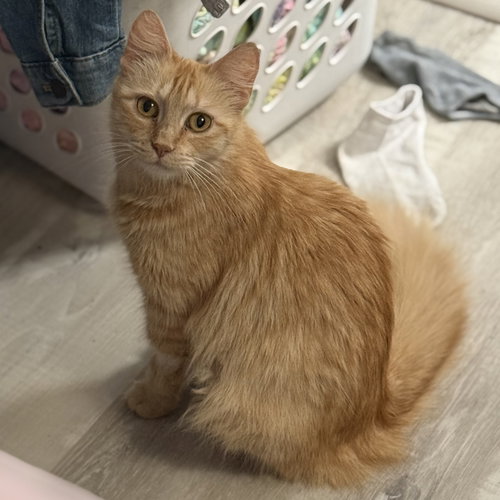 Icelynn, an adoptable Domestic Long Hair in Rosenberg, TX