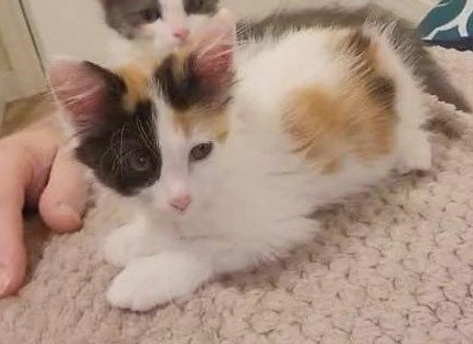 Caliche, an adoptable Domestic Medium Hair in Rosenberg, TX