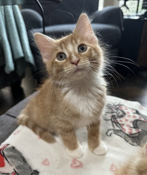 Sriracha, an adoptable Domestic Long Hair in Rosenberg, TX