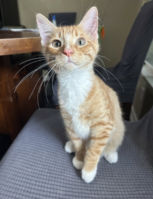 Sriracha, Baby Domestic Medium Hair / Tabby / Mixed (medium coat), cat for adoption in League City, Texas