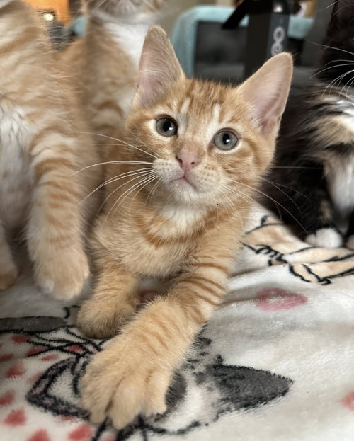 Mustard, an adoptable Domestic Short Hair in Rosenberg, TX