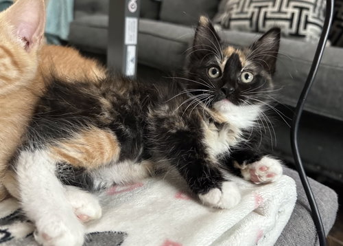 Chutney, an adoptable Calico in Rosenberg, TX