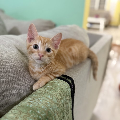 Tundra, Baby Domestic Short Hair / Mixed (short coat), cat for adoption in League City, Texas