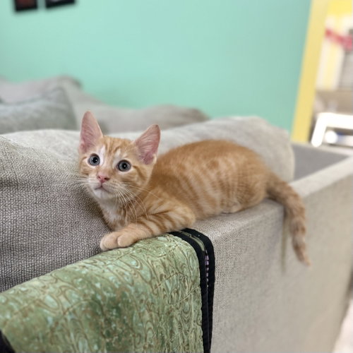 Tundra, an adoptable Domestic Short Hair in Rosenberg, TX