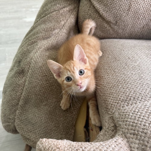 Vega, Baby Domestic Short Hair / Mixed (short coat), cat for adoption in League City, Texas