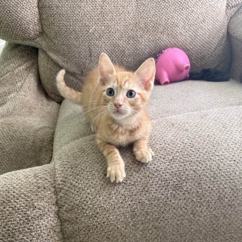 Vega, an adoptable Domestic Short Hair in Rosenberg, TX