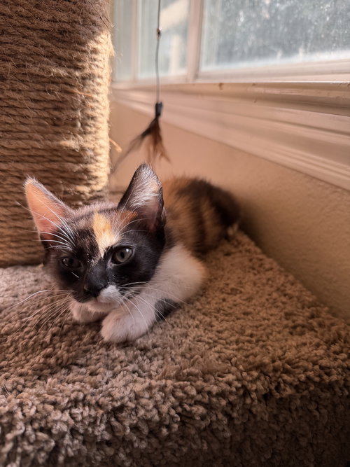 Esme, an adoptable Calico in Rosenberg, TX