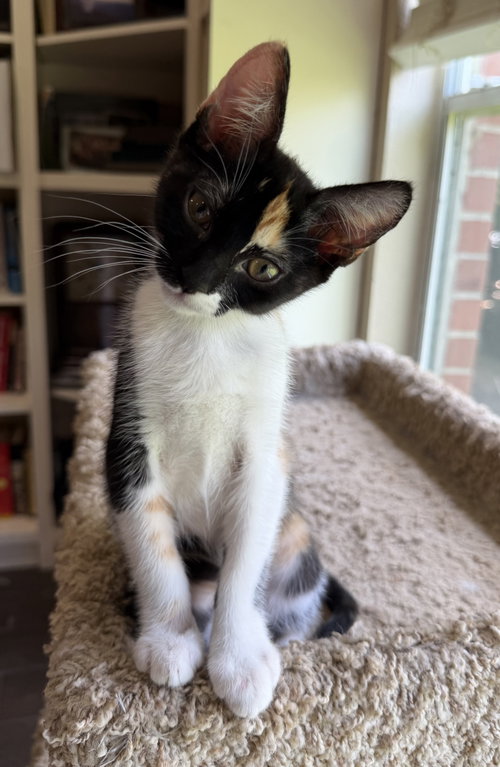 Esme