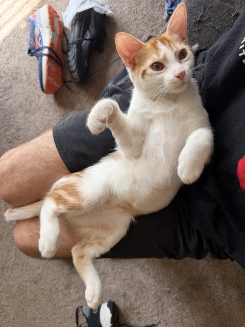 Priya, an adoptable Domestic Medium Hair in Rosenberg, TX