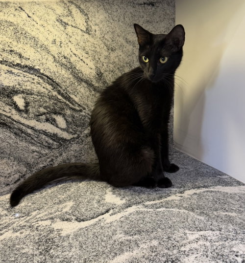 Royal Moon, Adult Domestic Short Hair / Mixed (short coat), cat for adoption in League City, Texas