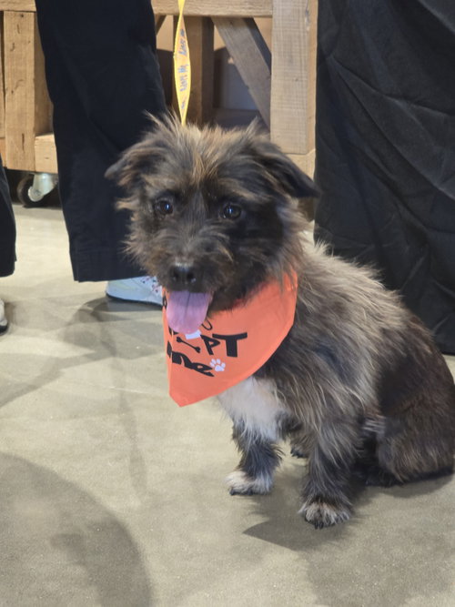 Desi Lou, an adoptable Terrier in Rosenberg, TX