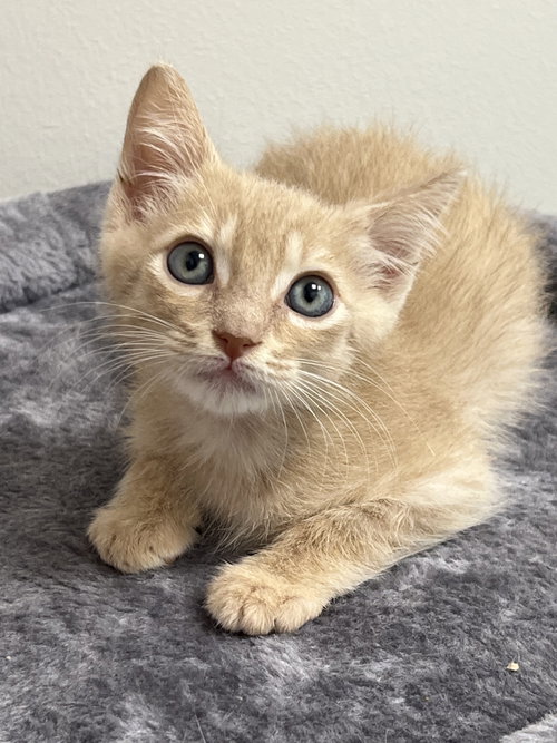 Argon, an adoptable Domestic Short Hair in Rosenberg, TX