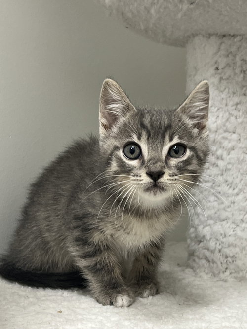 Krypton, an adoptable Domestic Short Hair in Rosenberg, TX