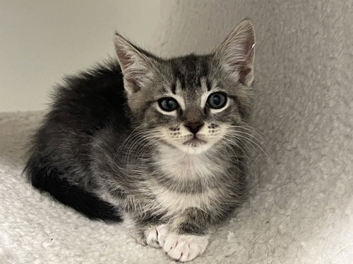 Xenon, an adoptable Domestic Short Hair in Rosenberg, TX