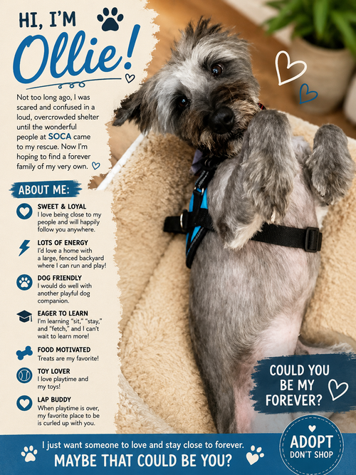 Ollie, an adoptable Schnauzer in Rosenberg, TX