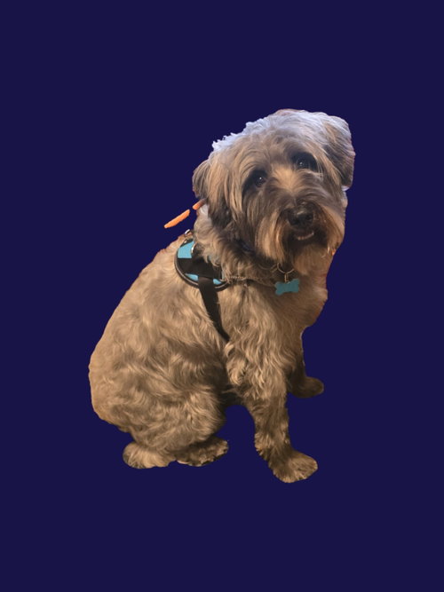 picture of the dog needing adoption
