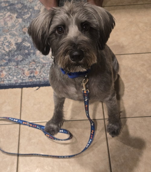 Ollie, a dog for adoption from Saving Our Companion Animals - Fort Bend County