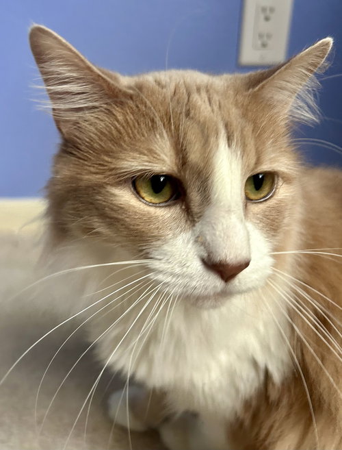 Rocky Boy, an adoptable Maine Coon in Rosenberg, TX