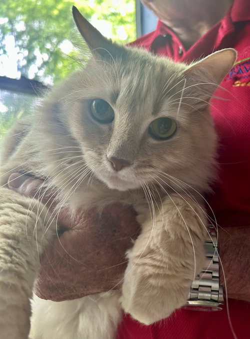 Jimmy Boy, an adoptable Maine Coon in Rosenberg, TX
