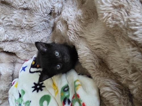 Joker, an adoptable Domestic Short Hair in Rosenberg, TX