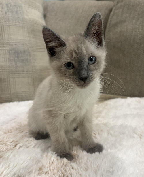 Yuki