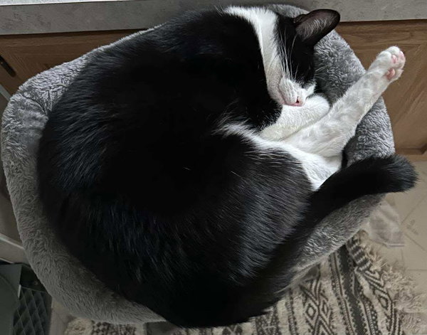 Sylvester J