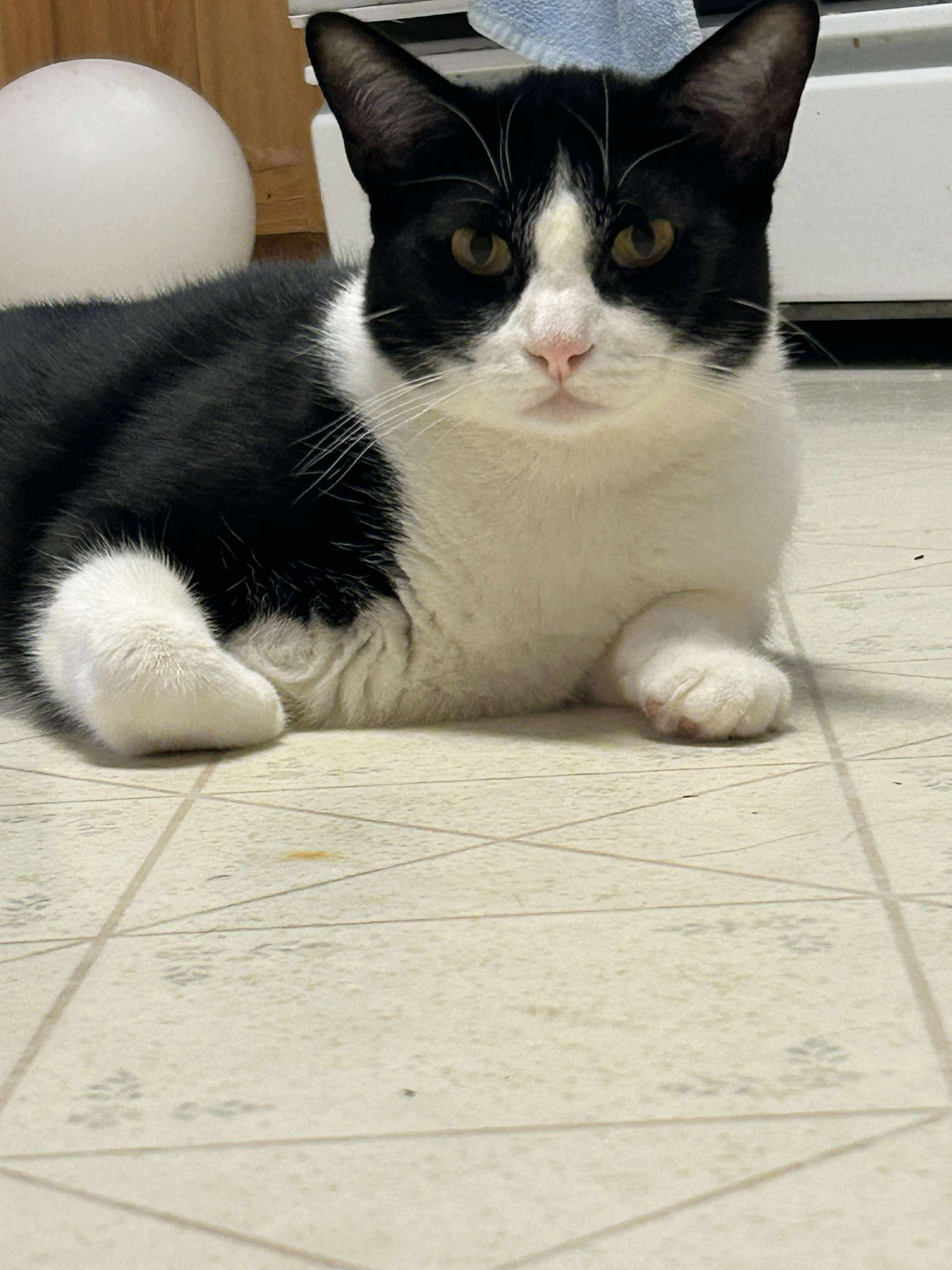 Sylvester J