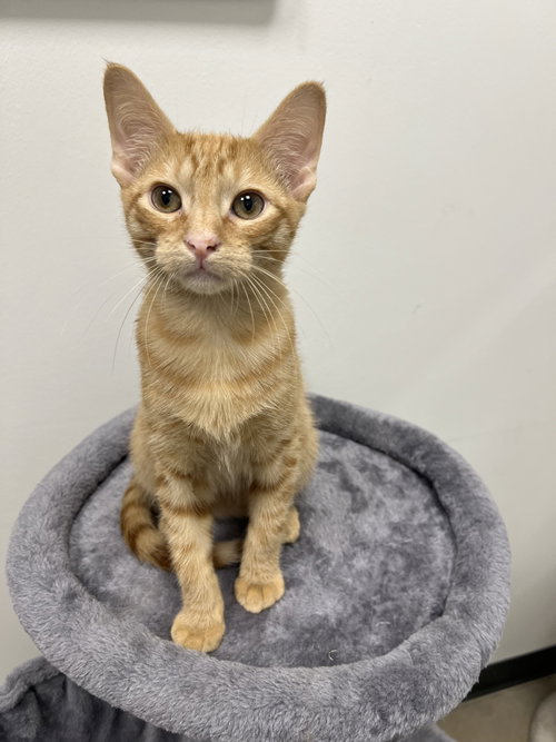 Sunny A, Young Domestic Short Hair / Mixed (short coat), cat for adoption in League City, Texas
