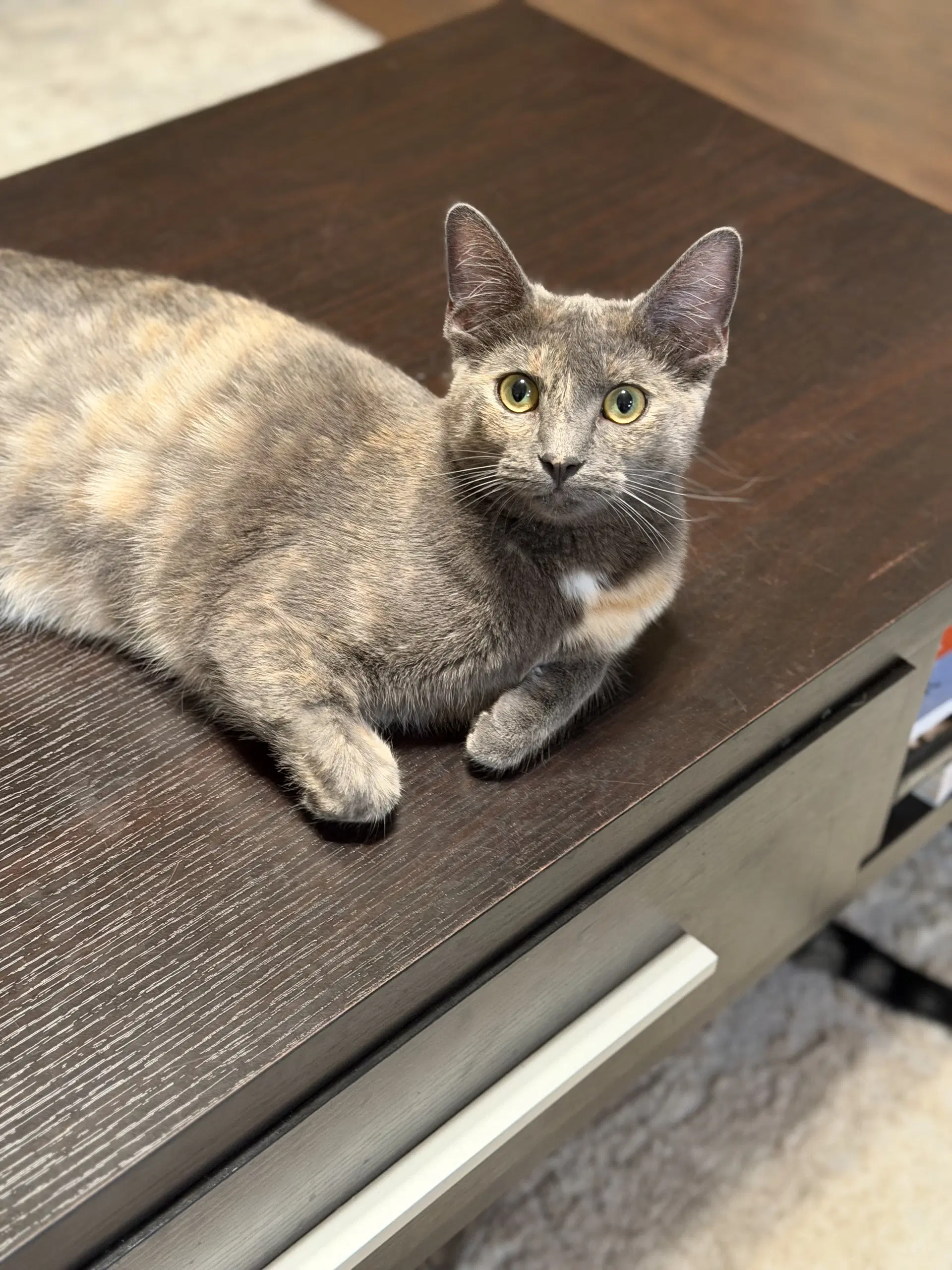 Luna A - Domestic Short Hair