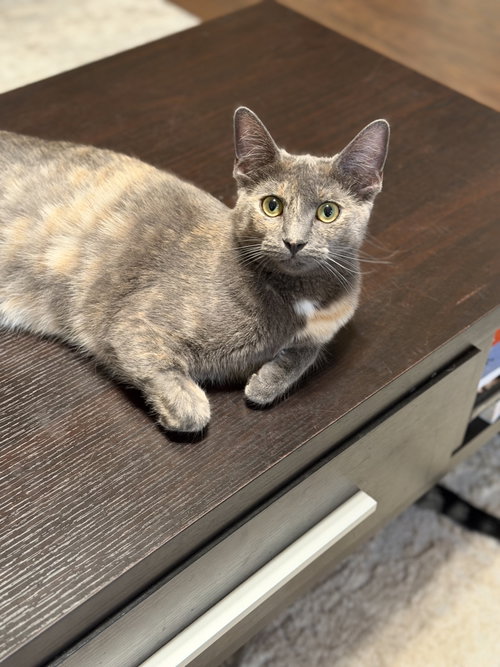 Luna A, a cat for adoption from Saving Our Companion Animals - Fort Bend County