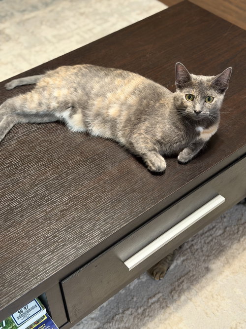 Photo 3 of Luna A