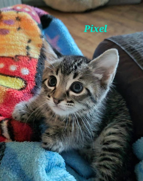 Pixel