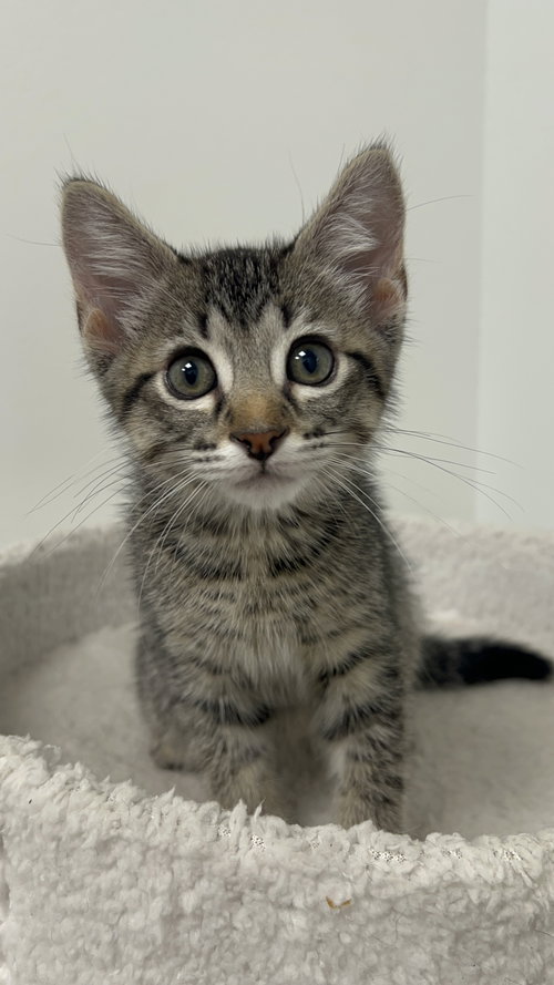 Pixel, Baby Domestic Short Hair / Tabby / Mixed (short coat), cat for adoption in League City, Texas