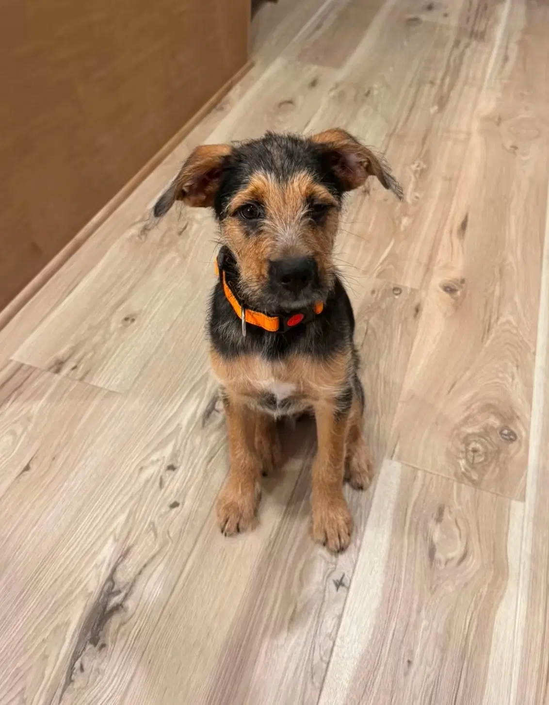 Goku - Schnauzer