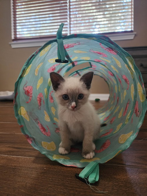 Maltie, an adoptable Siamese in Rosenberg, TX