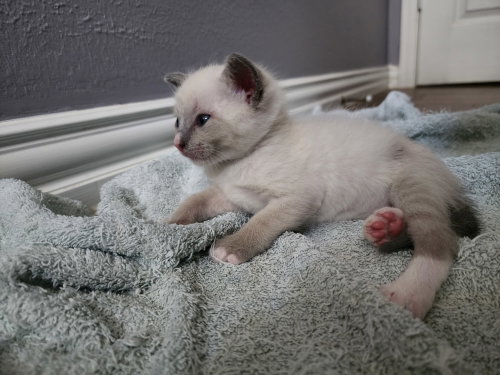 Maltie photo 3