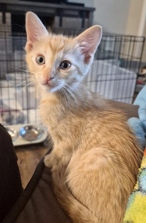 Porter, an adoptable Tabby in Rosenberg, TX