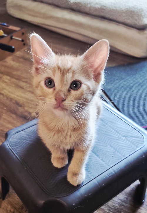 Porter