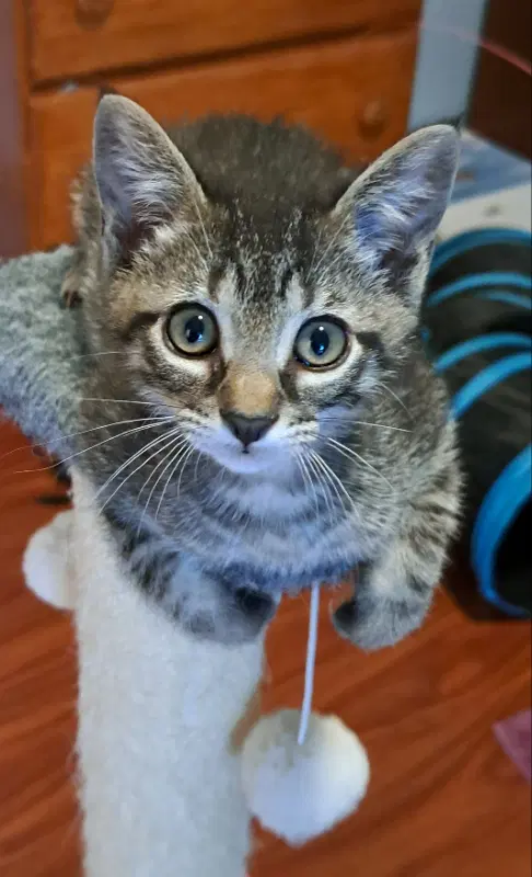 Hazy - Tabby