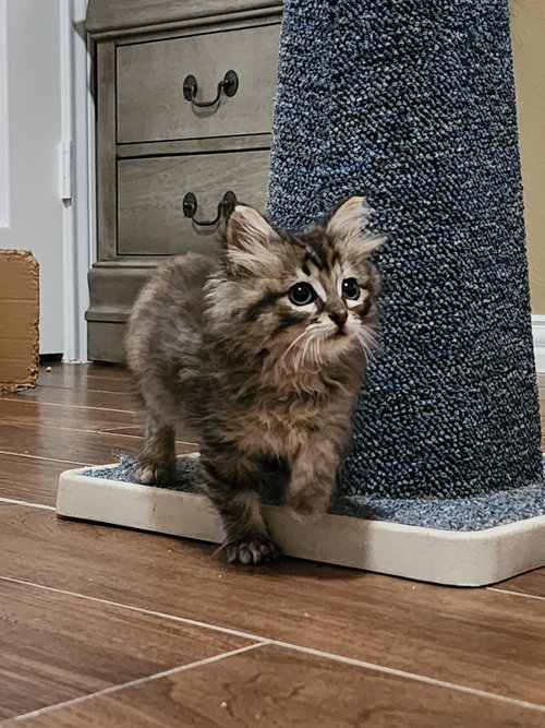 Shandy, an adoptable Tabby in Rosenberg, TX