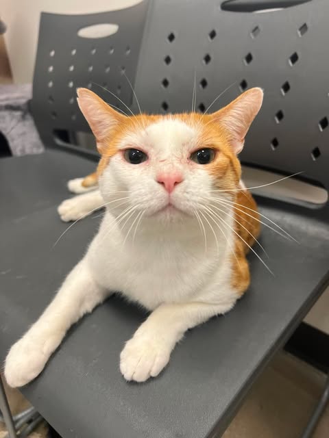 Daniel, an adoptable Domestic Medium Hair in Rosenberg, TX