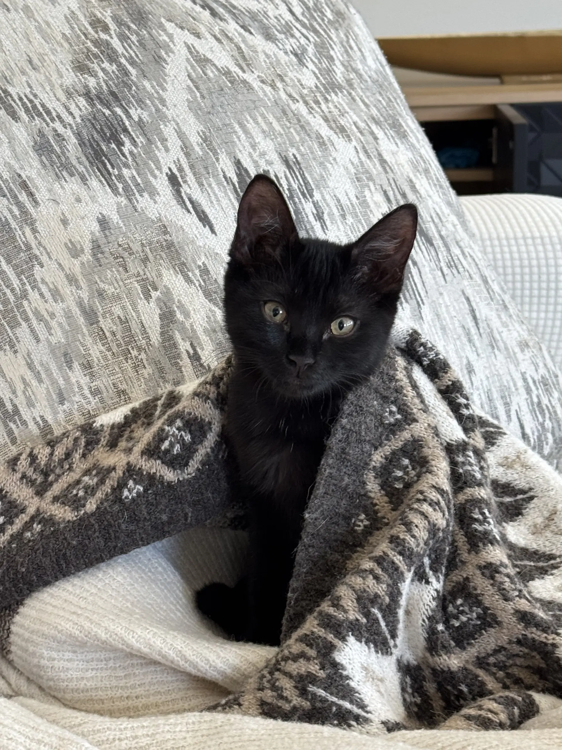 Luna Stone - Domestic Medium Hair