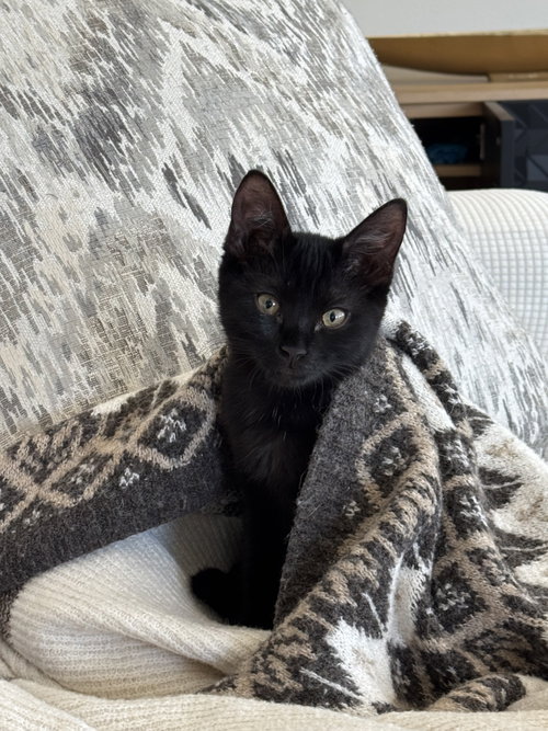 Luna Stone, a cat for adoption from Saving Our Companion Animals - Fort Bend County