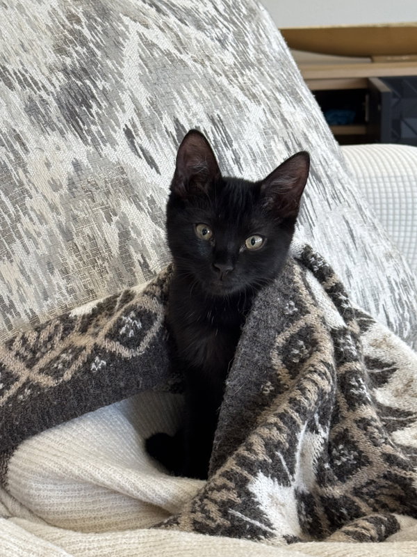 Luna Stone