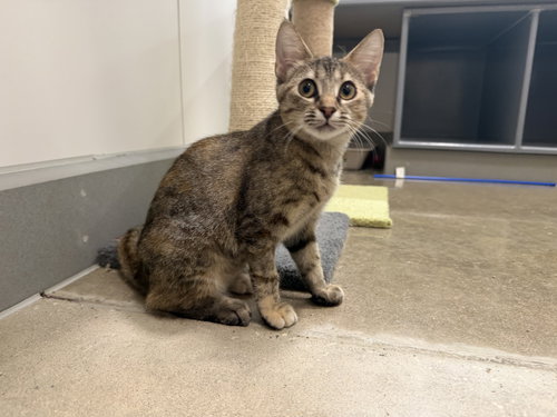picture of the cat needing adoption
