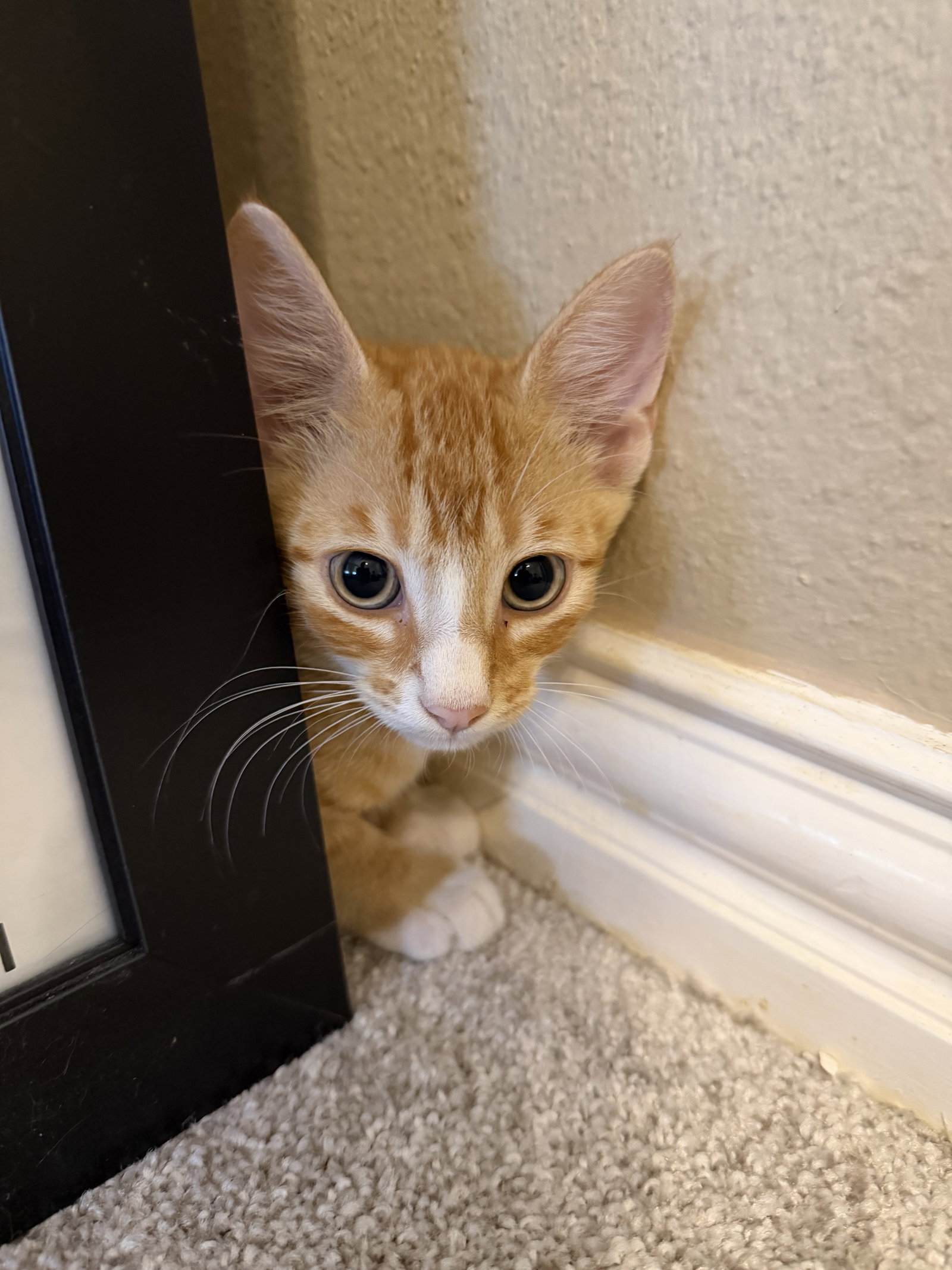 Flynn W, photo 15