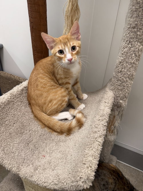 picture of the cat needing adoption